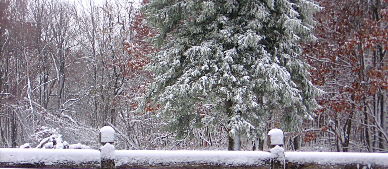 Un ours au pays du Père Noël